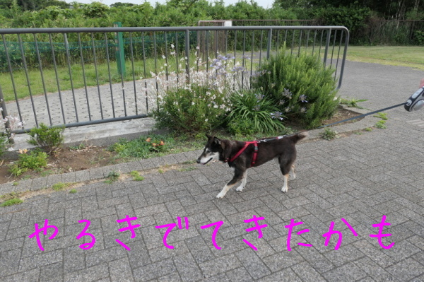 f0369014_14182561.jpg