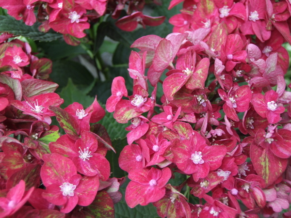 c0290116_14404051.jpg