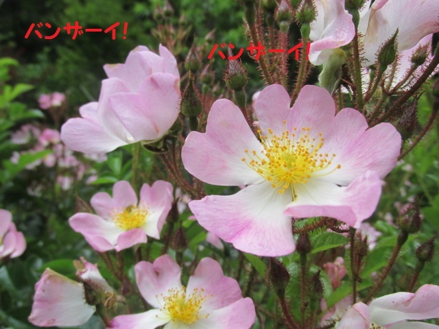 f0341616_16293690.jpg