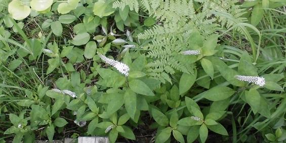 b0181818_21001390.jpg