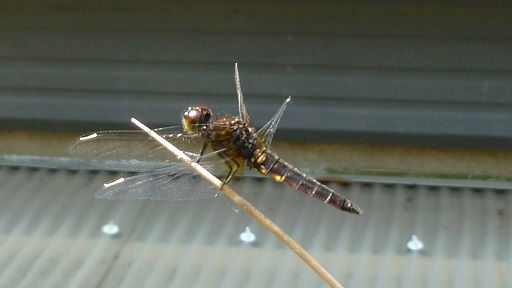 f0000521_07534694.jpg