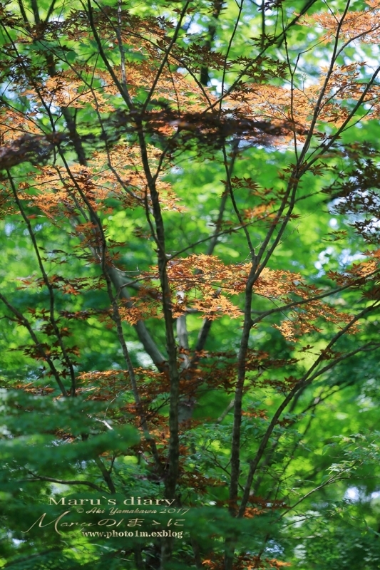 d0342426_03165679.jpg