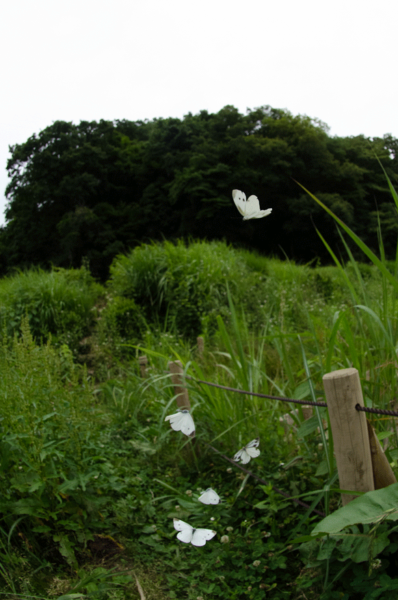 a0126632_19532165.gif