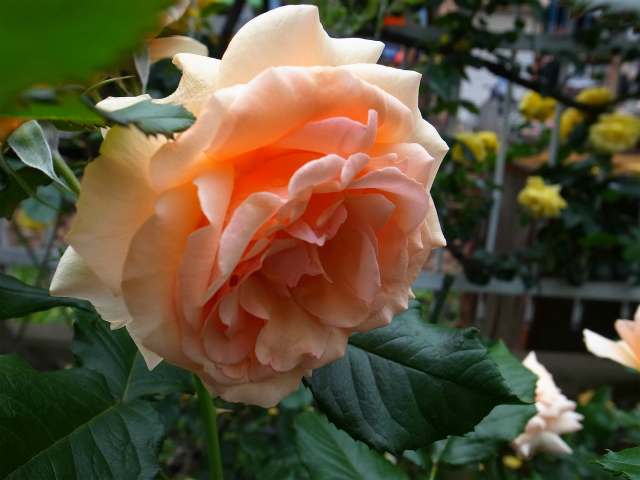 a0087341_07152800.jpg