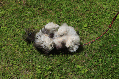 c0145250_10161835.gif