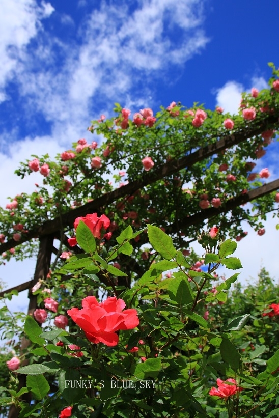 c0145250_10162259.jpg