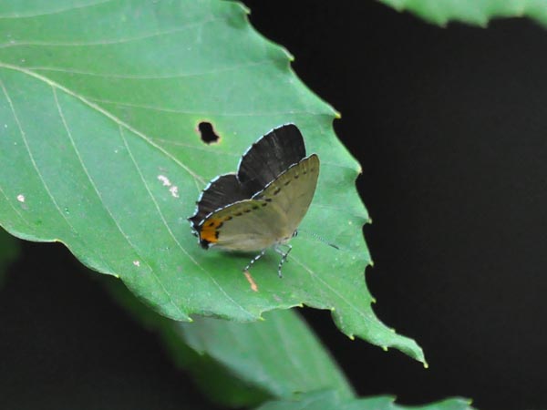 c0045352_1214563.jpg
