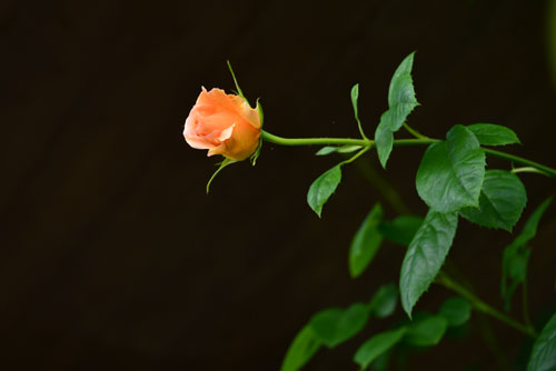 b0016557_20323139.jpg