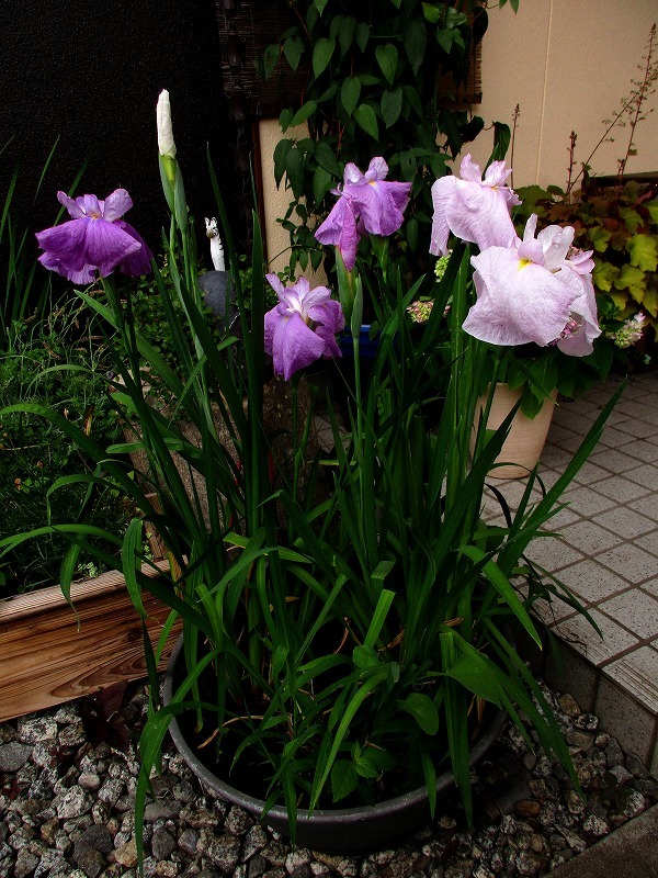 b0362459_14452833.jpg
