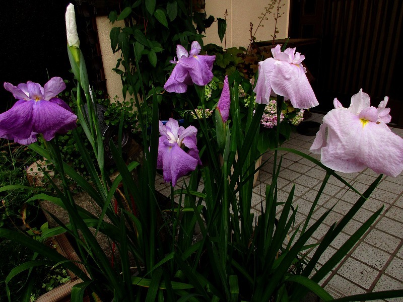 b0362459_14562193.jpg