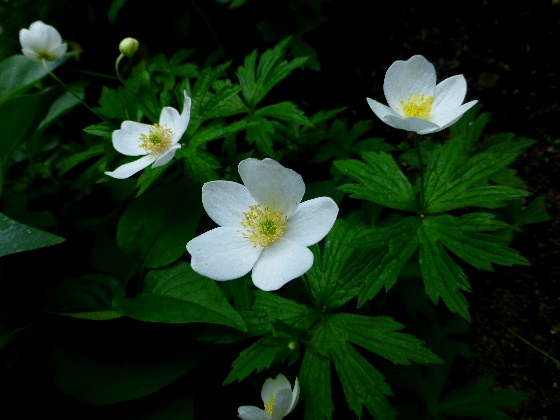 ６月　　白い妖精フタマタイチゲ - 野に咲く北国の花