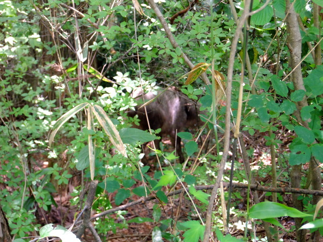 f0100593_16013572.jpg