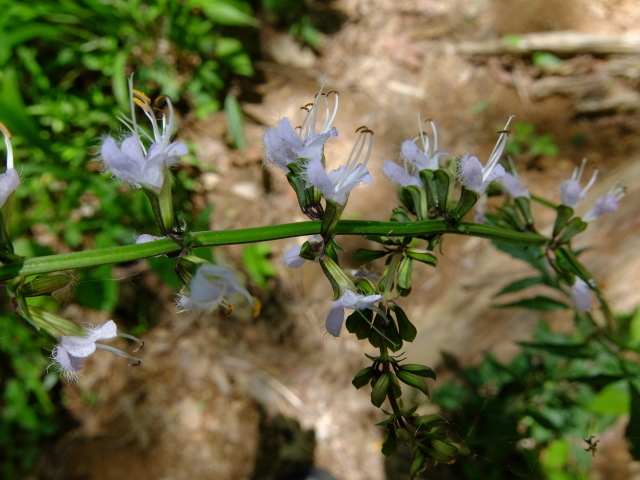 f0100593_16021251.jpg