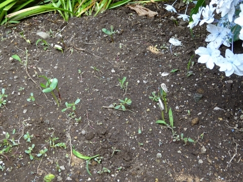 c0322794_17433460.jpg