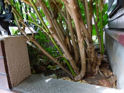 c0322794_17445760.jpg