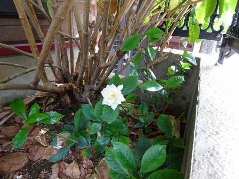 c0322794_17451004.jpg