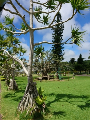e0166032_23403485.jpg