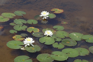 e0371039_19111067.gif