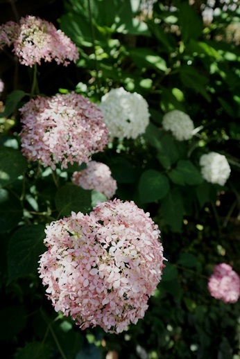 c0178453_11221097.jpg