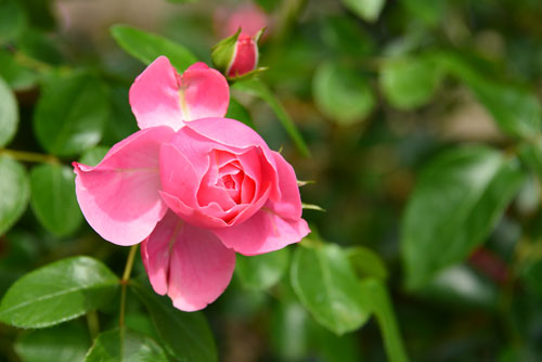 b0016557_6551781.jpg