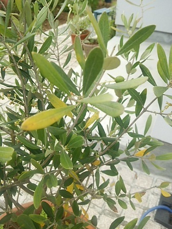 c0172261_23114572.jpg