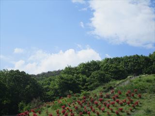 d0045362_17123003.jpg