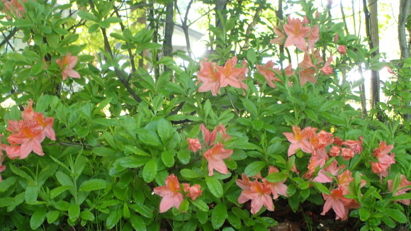 e0024081_10144856.jpg