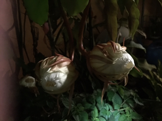 c0064389_1415788.jpg