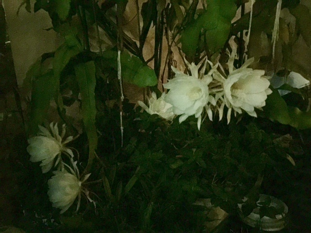 c0064389_1415863.jpg