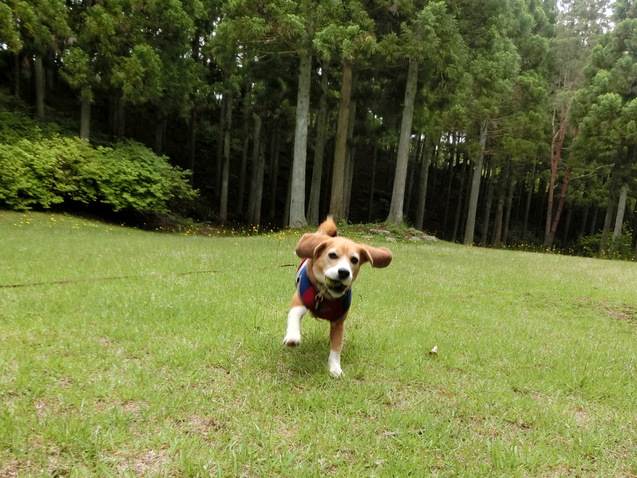 a0319693_7575342.jpg