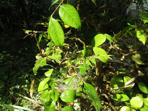 c0108198_16502544.jpg