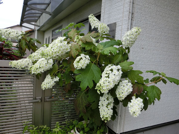 e0131399_2243520.jpg