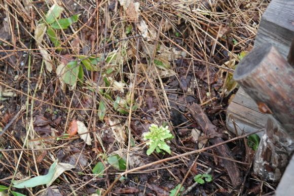 f0370599_12341479.jpg