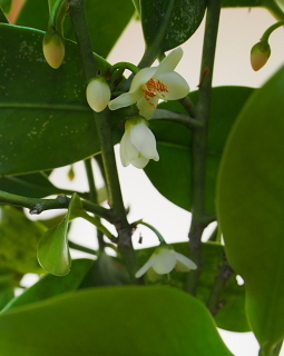 c0039501_07374475.jpg