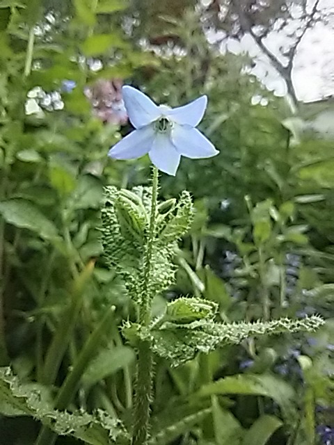 f0316507_20060681.jpg