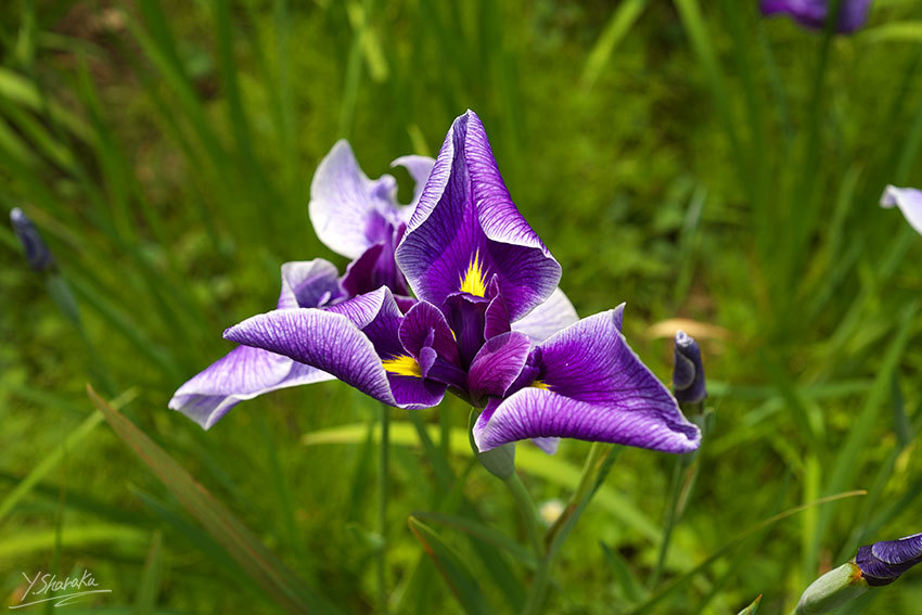 f0344614_11304719.jpg