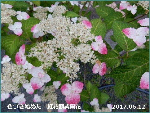 e0033229_19101129.jpg