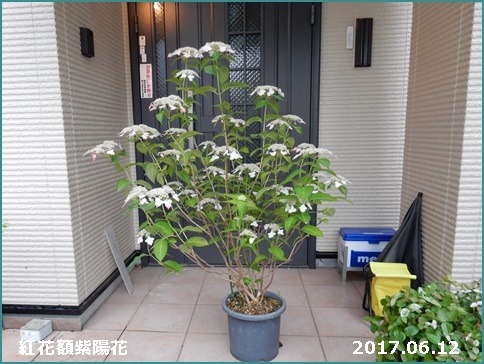 e0033229_19112641.jpg