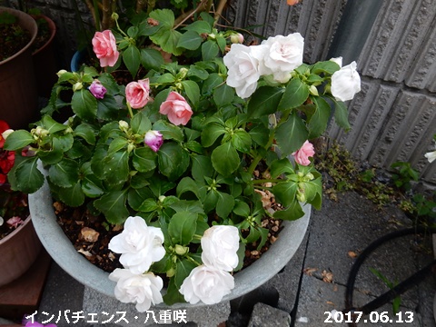 e0033229_20504275.jpg