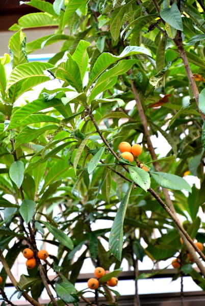 e0056537_16114583.jpg
