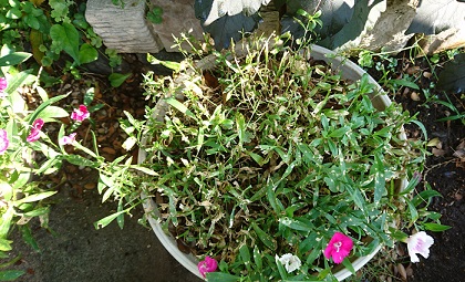 f0087347_2239841.jpg