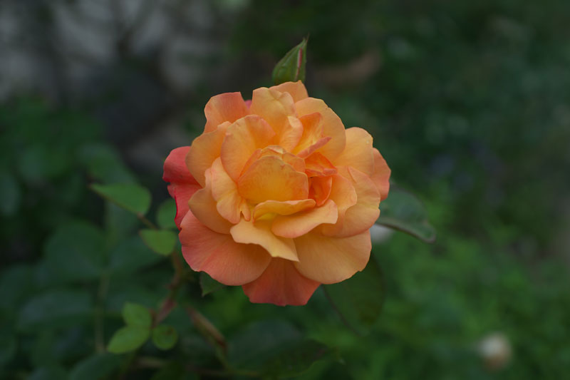 d0342652_1547222.jpg