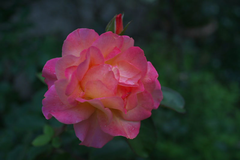 d0342652_15494227.jpg