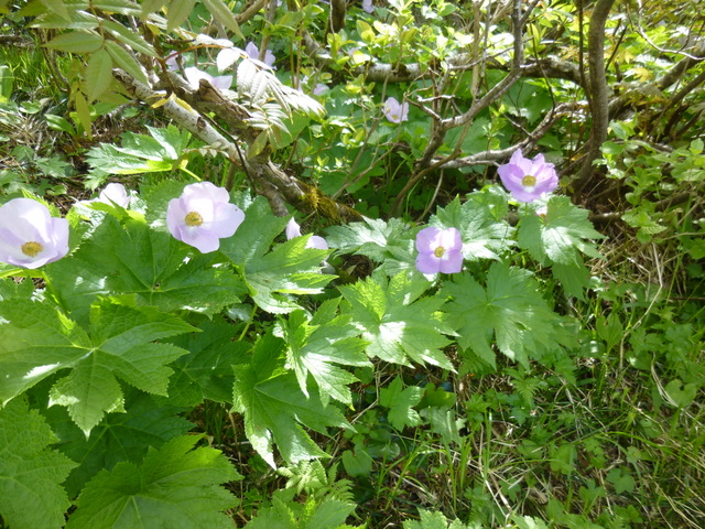 f0171788_2203662.jpg