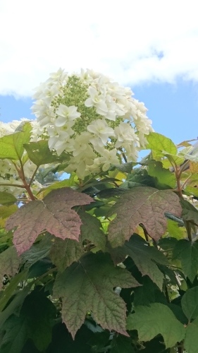 e0351303_20321639.jpg