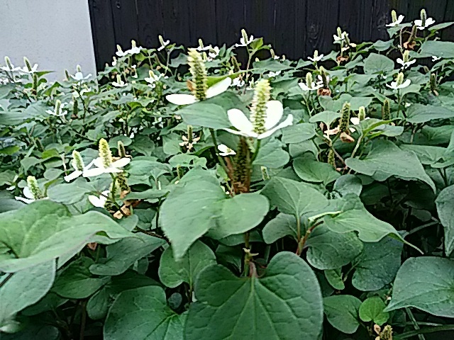 f0231709_12210216.jpg
