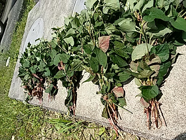 f0231709_20590722.jpg
