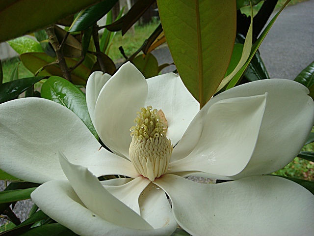 b0068423_21421445.jpg