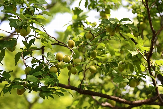 a0242438_20134185.jpg