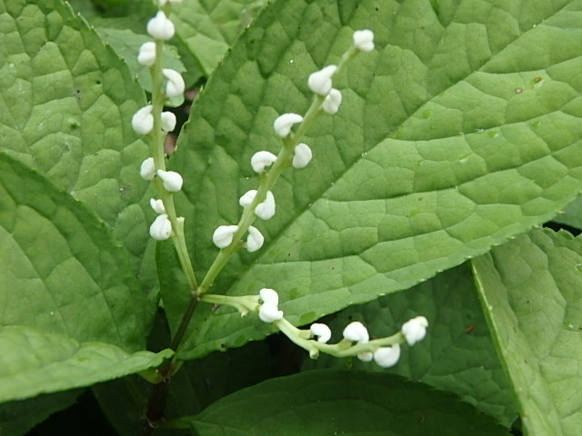 f0334143_752950.jpg